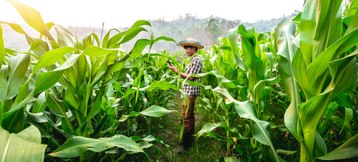 Young farmer standing in the corn field and using mobile phone